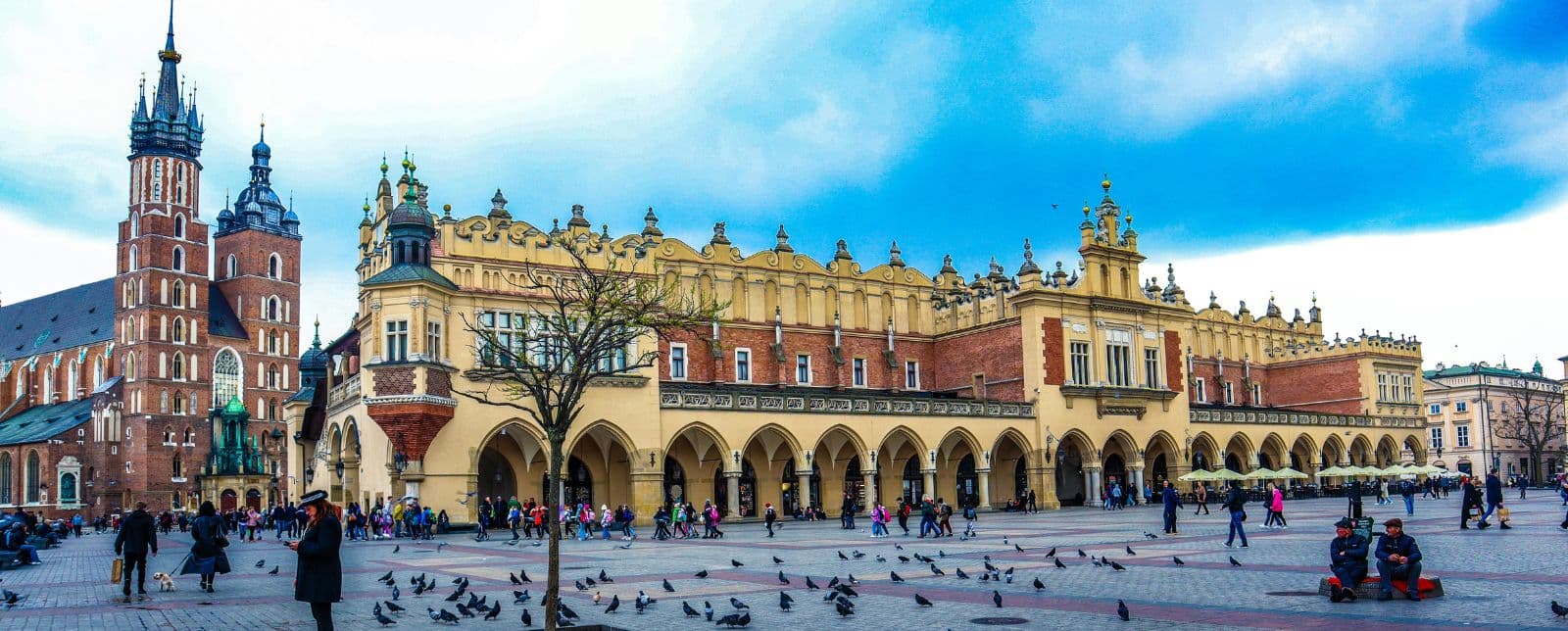 FIV en Pologne