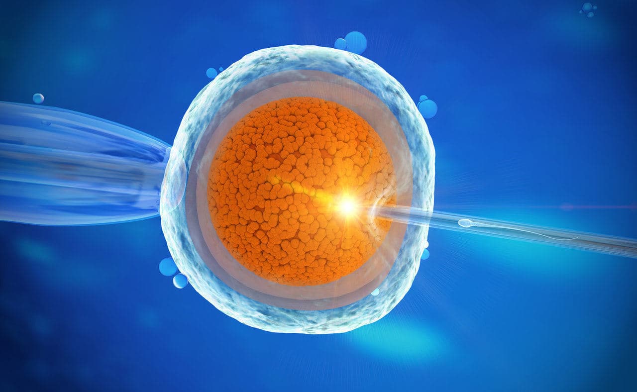 Transfert cytoplasmique – quels sont les taux de réussite ? Comment ça marche?
