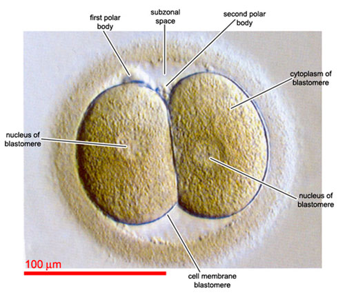 Développement de l'embryon par FIV - symétrie de l'embryon