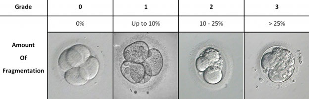 Développement d'embryons par FIV - degré de fragmentation