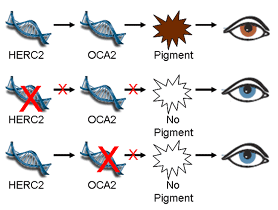 Héritage génétique - Couleur des yeux - Don d'ovules